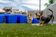 Pet Hotels 2024: Where to Board Your Pet During the Holiday